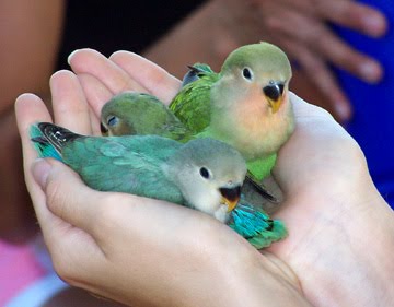 Love Bird